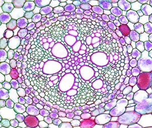 Monocot Prints: Acorus calamus monocot root, light micrograph