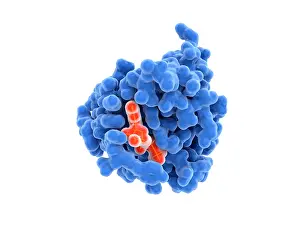 Mutation Prints: Activated Ras protein with GTP bound