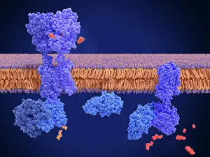 Synapse Prints: Activation of the GABA B receptor by an agonist leads to a cAMP signal cascade