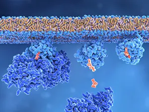 Mutation Prints: Activation of a Ras protein