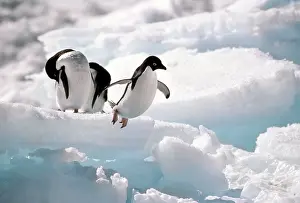 Waters Prints: Adelie Penguins