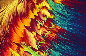 Prints of Adenosine Triphosphate. (10x) : Adenosine Triphosphate, ATP, Under the MIcroscope