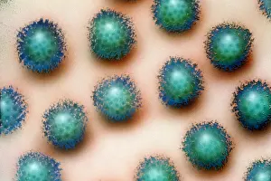Viruses Prints: Adenovirus