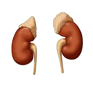Renal Prints: Adrenal Glands and Kidneys, Illustration