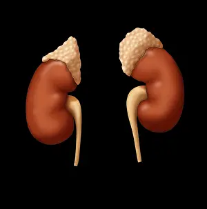 Renal Prints: Adrenal Glands and Kidneys, Illustration