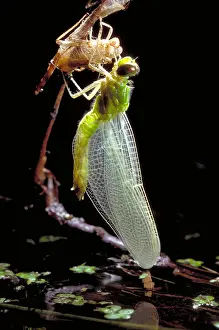 Shells Prints: Adult Dragonfly