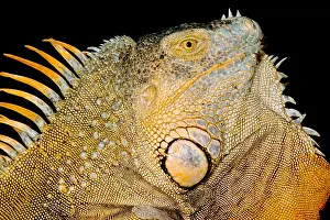 Reproductive Prints: Adult Male Green Iguana