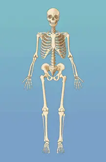 Prints of Illustration of of an adult skeleton December Prints: Adult Skeleton, Illustration