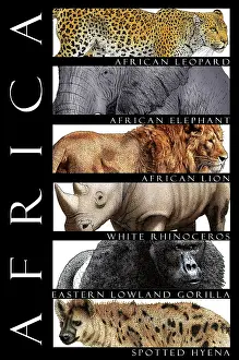 Lion Prints: African Animals, Poster