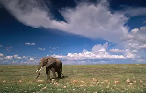 Africa Prints: African Bush Elephant