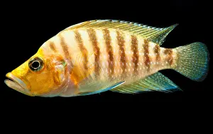 Predatory Prints: African Cichlid
