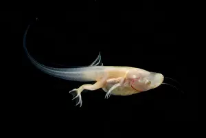 Development Prints: African Clawed Frog tadpole