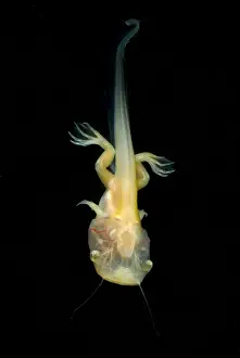 Development Prints: African Clawed Frog tadpole