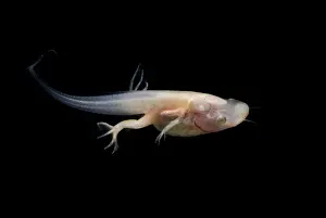 Development Prints: African Clawed Frog tadpole