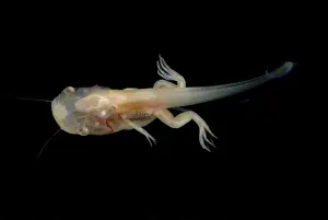 Genetics Prints: African Clawed Frog tadpole