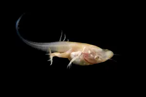 Genetics Prints: African Clawed Frog tadpole