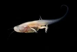 Genetics Prints: African Clawed Frog tadpole