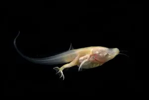 Genetics Prints: African Clawed Frog tadpole