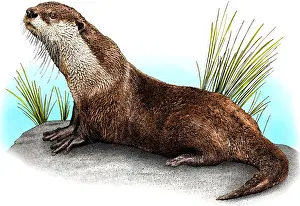 Cape Prints: African clawless otter