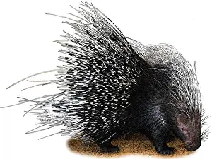 November Prints: African Crested Porcupine, Illustration
