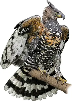 Eagle Prints: African Crowned Eagle