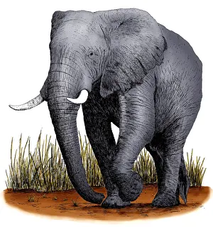 Elephants Prints: African Elephant