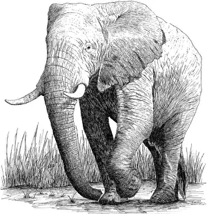 Captivity Prints: African Elephant