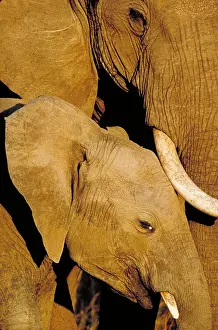Closeup Prints: African elephants