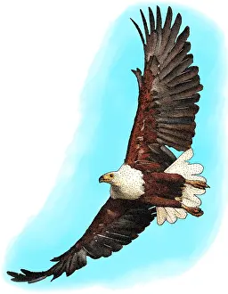 Flying Prints: African Fish Eagle, Illustration