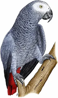 Gray Prints: African Grey Parrot