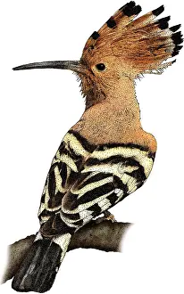 African hoopoe