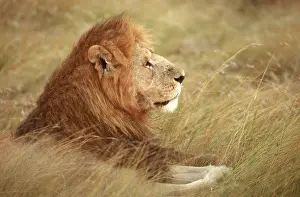 Misc 2 Prints: African Lion