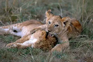 Animals Prints: African Lion cubs (Panthera leo)