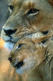 Animals Prints: African lion mother and cub
