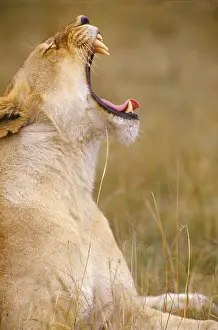 Animals Prints: African Lion, South Africa