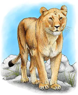 Big Cats Prints: African Lioness