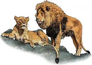 Big Cats Prints: African Lions
