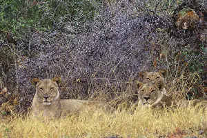Animals Prints: African Lions