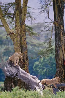 Animals Prints: African lions, Tanzania