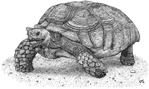 African Spurred Tortoise
