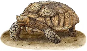 Tortoises Prints: African Spurred Tortoise