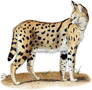 African Wild Cat