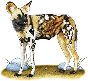 Spotted Prints: African Wild Dog