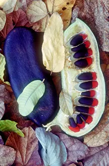 Tree Prints: Afzelia tree pod