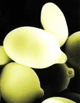 Nature Prints: Agaricus Mushroom Spores