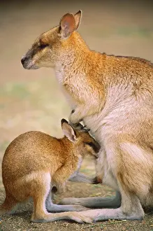 Misc 2 Prints: Agile Wallaby