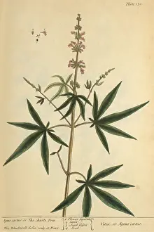 Illustrator Prints: Agnus Castus, Medicinal Plant, 1737