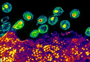 Histology Prints: AIDS Virus (TEM)