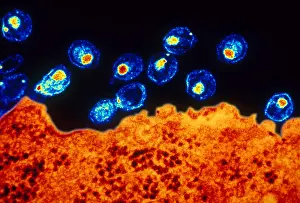 Histology Prints: AIDS Virus (TEM)