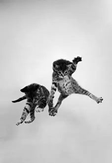 Falling Prints: Airborne kittens